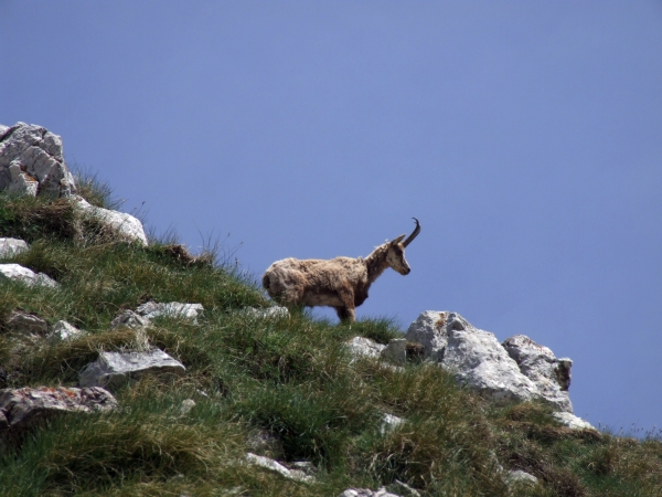 Camoscio d''Abruzzo Rupicapra pyrenaica ornata